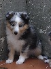  FEU-DE-JOIE male bleu merle 2