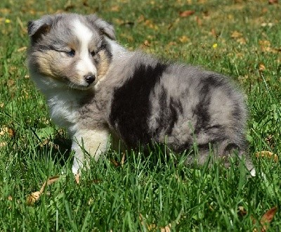 SEIKO BLEU male bleu merle