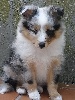  FEU FOLLET male bleu merle 1