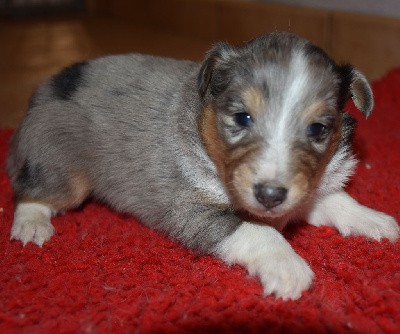 male bleu merle