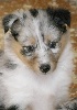 DAYA BLUE femelle bleu merle 2