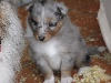 LITTLE BLUE femelle bleue merle