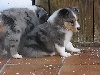 HEVER BLUE male bleu merle