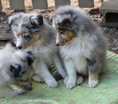 IVY femelle bleue merle                           