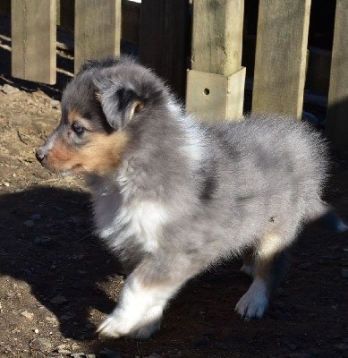 SILVER BLUE male bleu merle