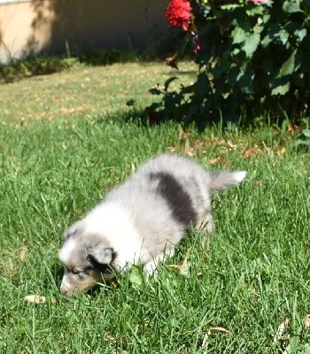 SEIKO BLEU male bleu merle