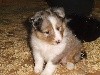 NOLAND BLUE male bleu merle