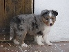 HASLEY BLUE male bleu merle