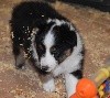 PEARLY BLACK male tricolore