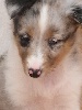 GRISS BLUE femelle bleu merle