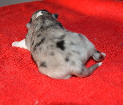 male bleu merle