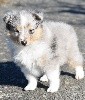 ROXY BLUE femelle bleue merle