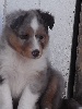 HASLEY BLUE male bleu merle