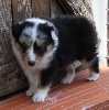  EDEN BLUE MALE BLEU MERLE