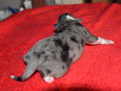 male bleu merle