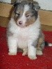 NOLAND BLUE male bleu merle