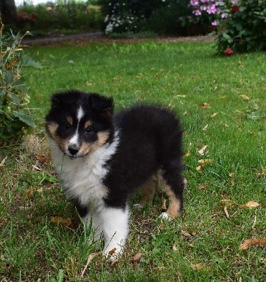 S'EZEKIEL THE KING BLACK male tricolore