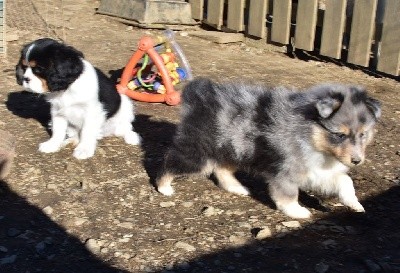 SWEET BLUE male bleu merle