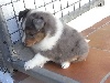 HEVER BLUE male bleu merle