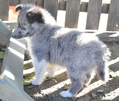 SILVER BLUE male bleu bicolore