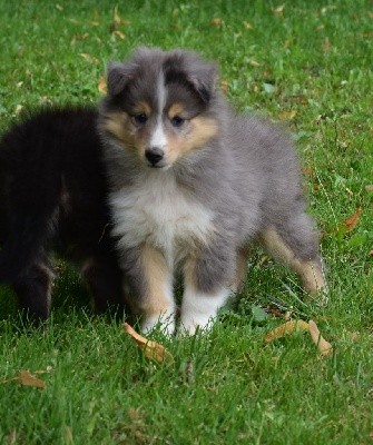 STORMY BLUE male bleu merle