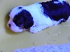 FILOSOPHIE femelle tricolore
