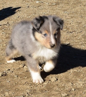 SILVER BLUE male bleu merle