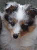  FEU FOLLET male bleu merle 1