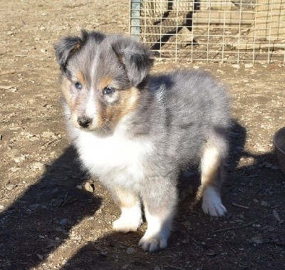 SILVER BLUE male bleu merle