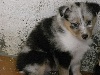 DAYA BLUE femelle bleu merle 2