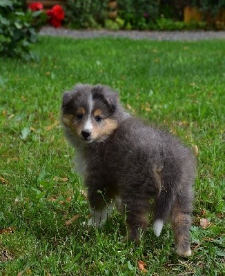 STORMY BLUE male bleu merle