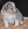 ROXY BLUE femelle bleue merle