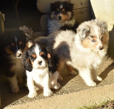 SACHA BLUE male bleu merle