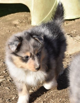 SWEET BLUE male bleu merle