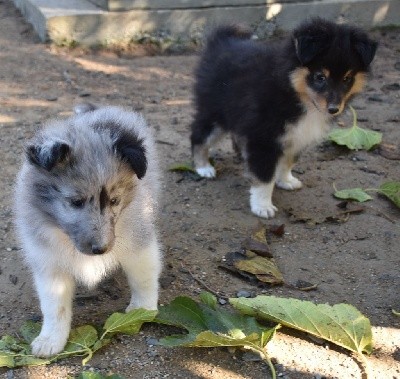 SILVER BLUE male bleu bicolore