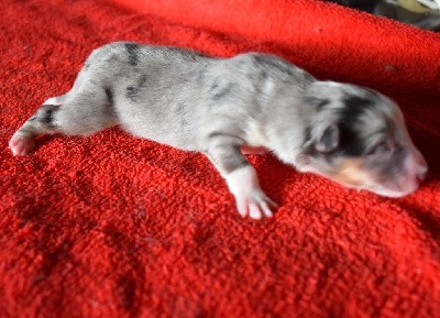 male bleu merle