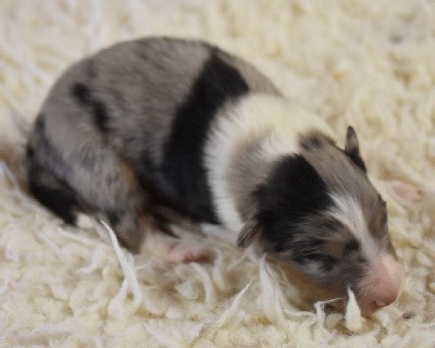 male bleu merle