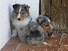 HEVER BLUE male bleu merle