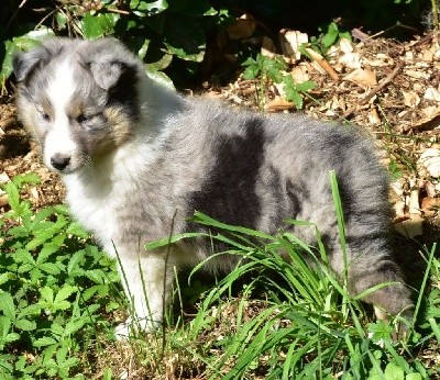 SEIKO BLEU male bleu merle