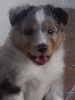 HASLEY BLUE male bleu merle