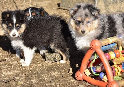 SWEET BLUE male bleu merle