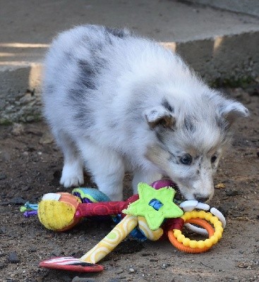 SYBELLE BLEUE femelle bleue merle