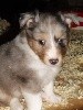 NITCH BLUE male bleu merle