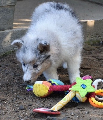 SYBELLE BLEUE femelle bleue merle