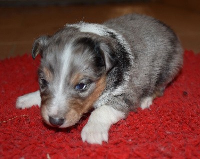 male bleu merle