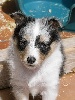  DOLLY BLUE femelle bleu merle 1