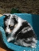  DOLLY BLUE femelle bleu merle 1