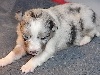  FLASH BLUE male bleu merle