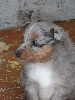 LITTLE BLUE femelle bleue merle