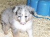 NIMBUS BLEU  male bleu merle